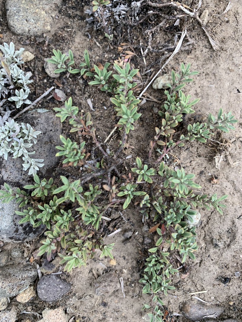 Penstemon caespitosus var. caespitosus photo 7