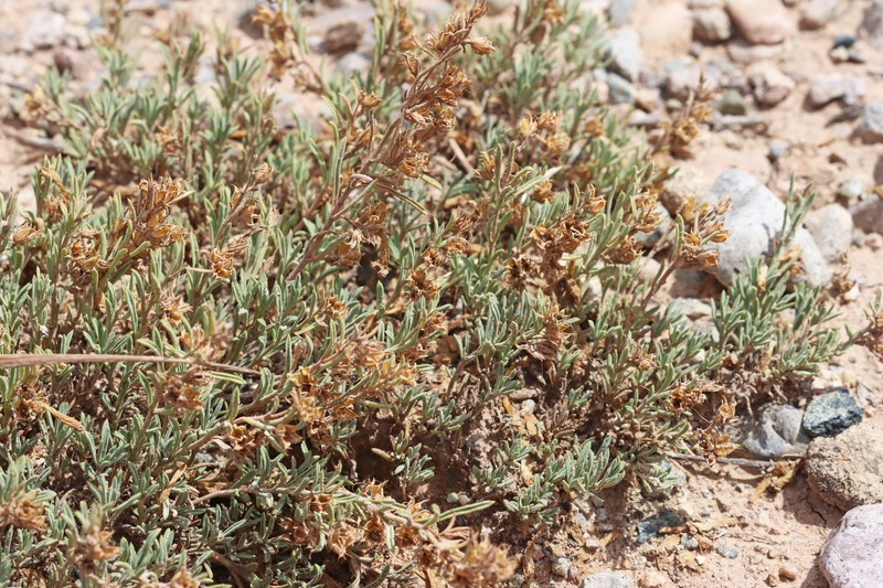 Penstemon caespitosus var. caespitosus photo 8