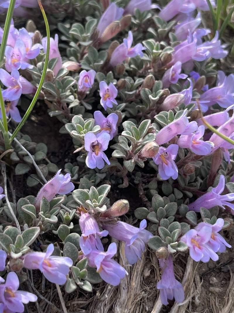Penstemon caespitosus var. perbrevis