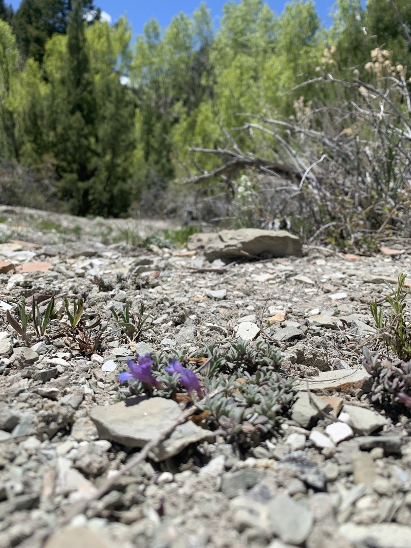 Penstemon caespitosus var. perbrevis photo 2