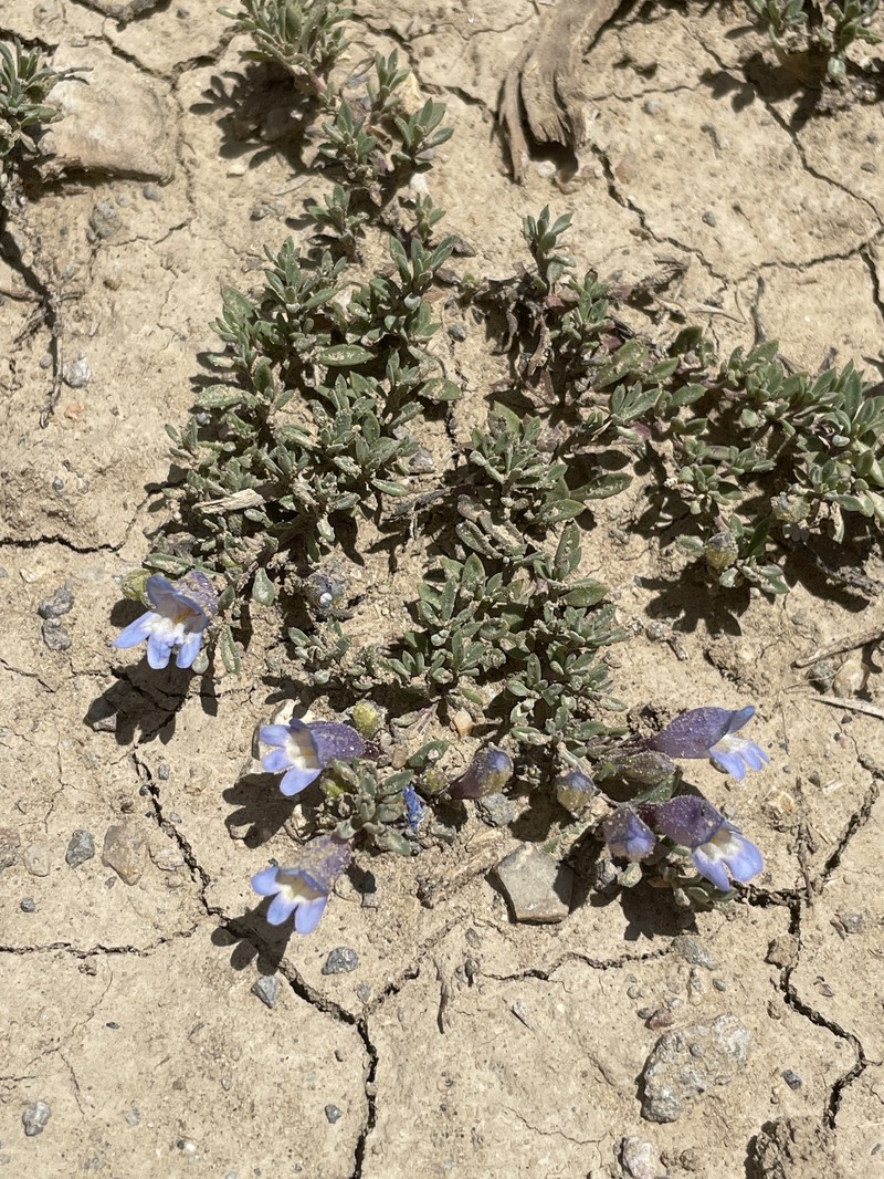 Penstemon caespitosus var. perbrevis photo 3