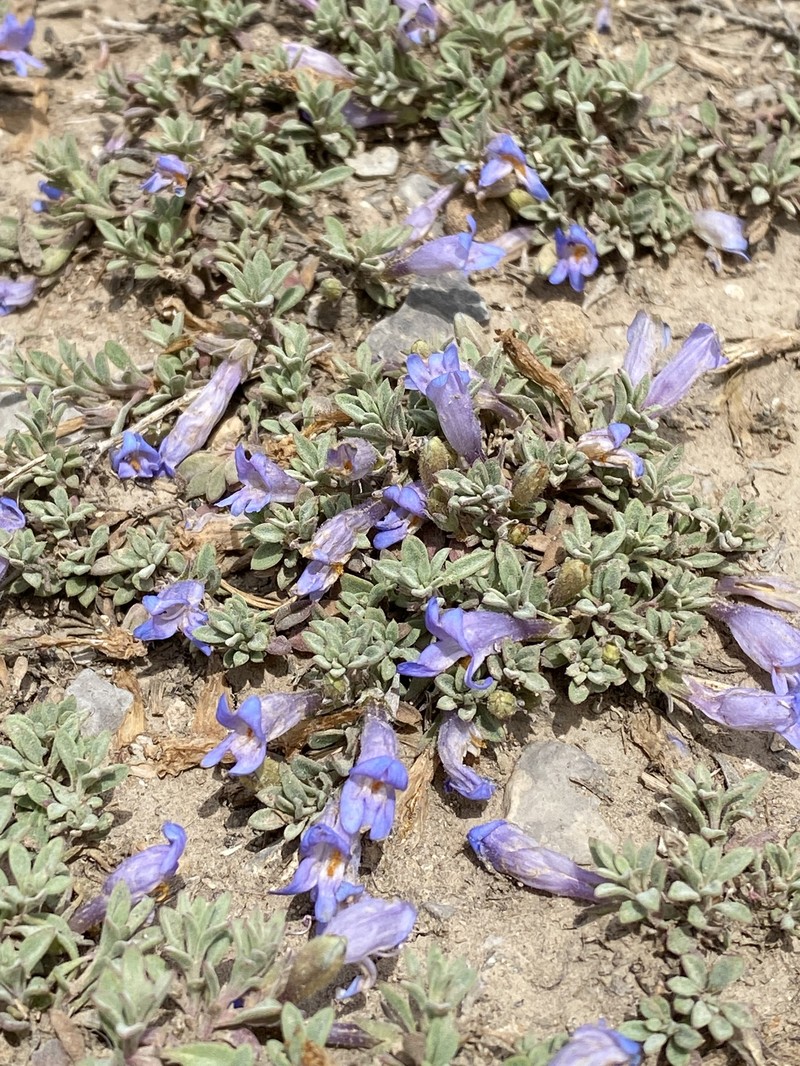 Penstemon caespitosus var. perbrevis photo 4