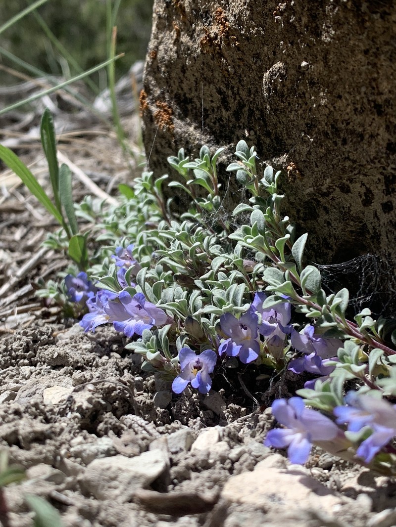 Penstemon caespitosus var. perbrevis photo 5