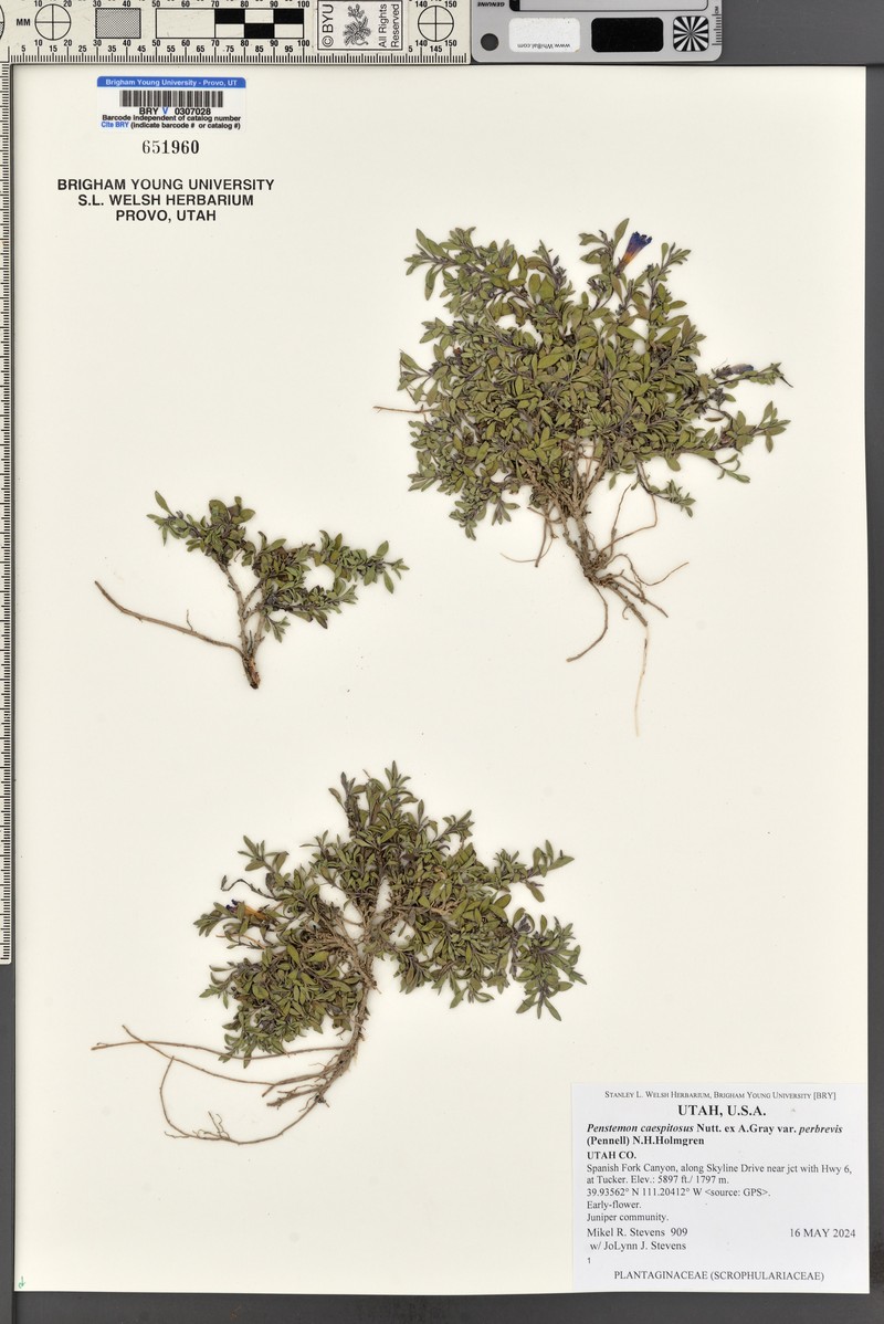 Penstemon caespitosus var. perbrevis photo 6