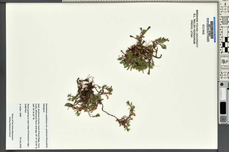 Penstemon caespitosus var. perbrevis photo 8