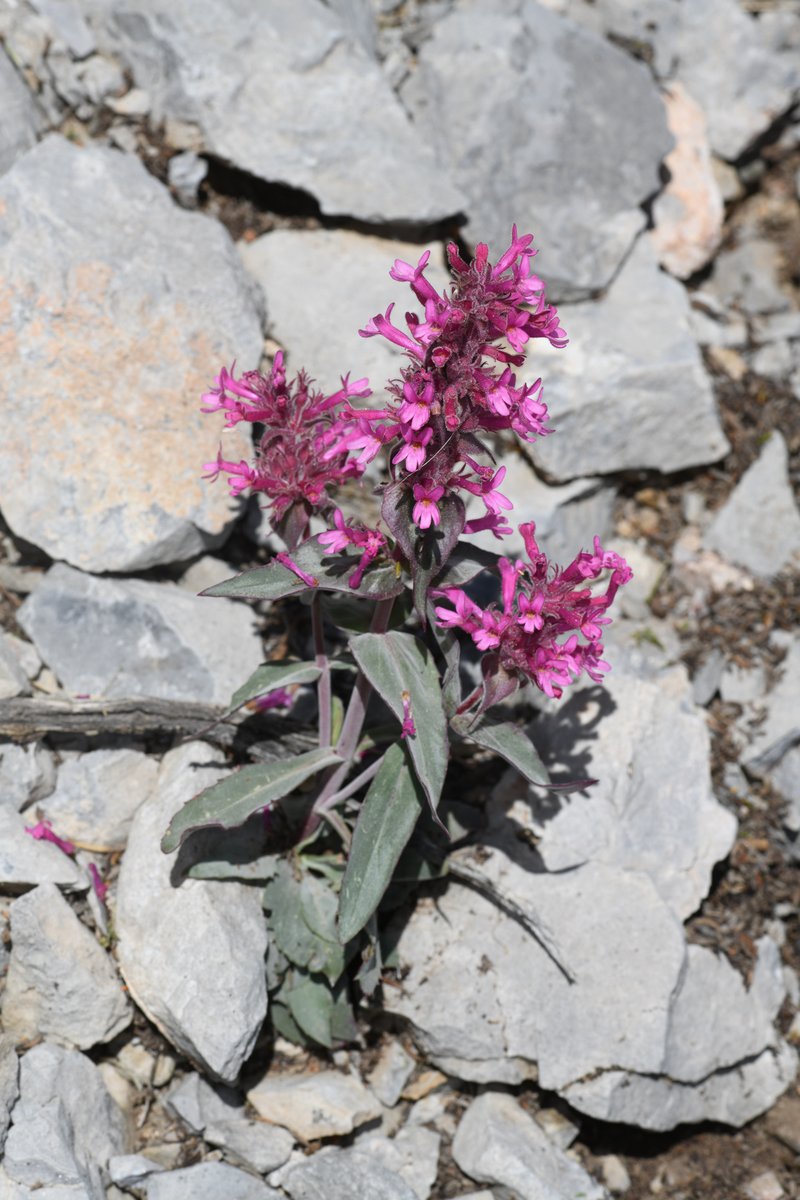 Limestone Beardtongue