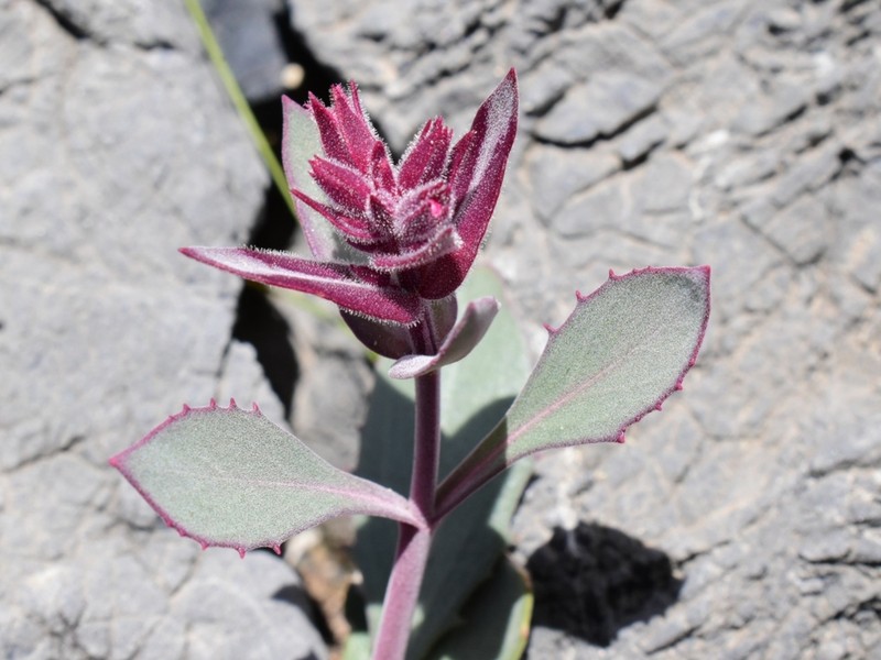 Limestone Beardtongue photo 2