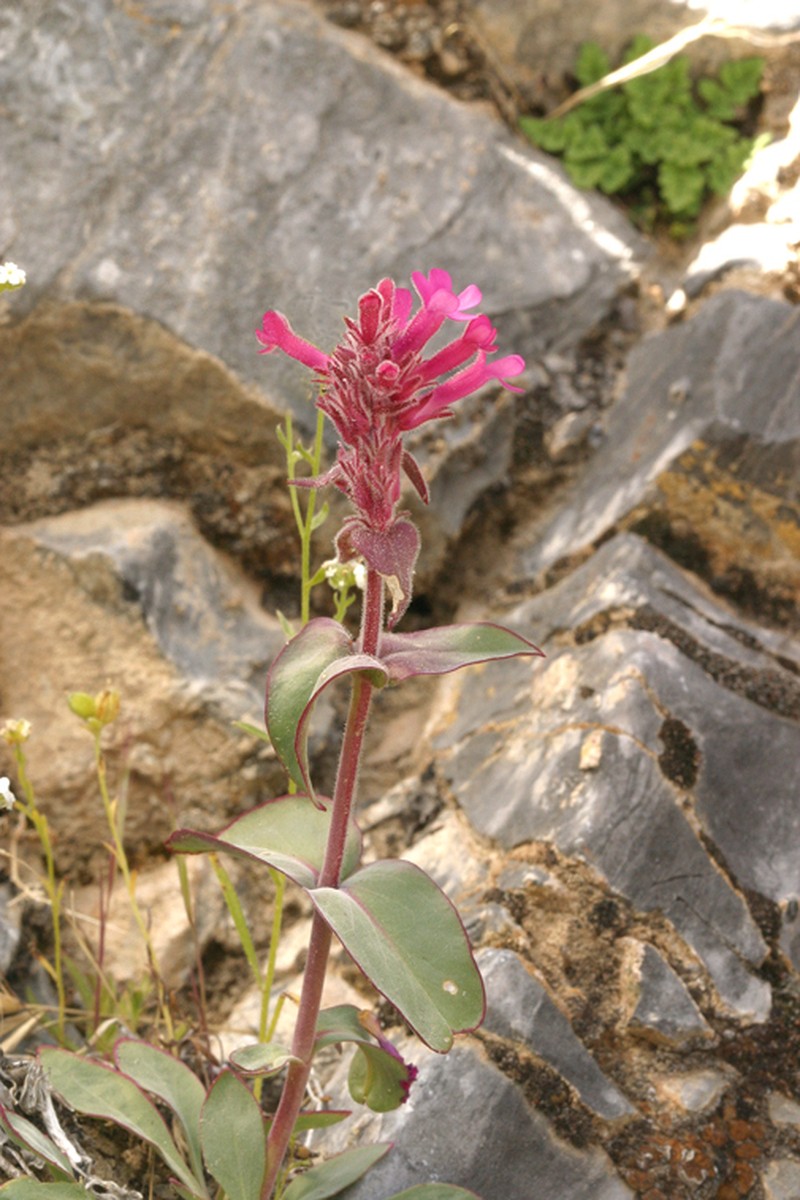 Limestone Beardtongue photo 3