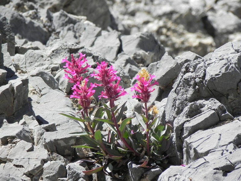 Limestone Beardtongue photo 4