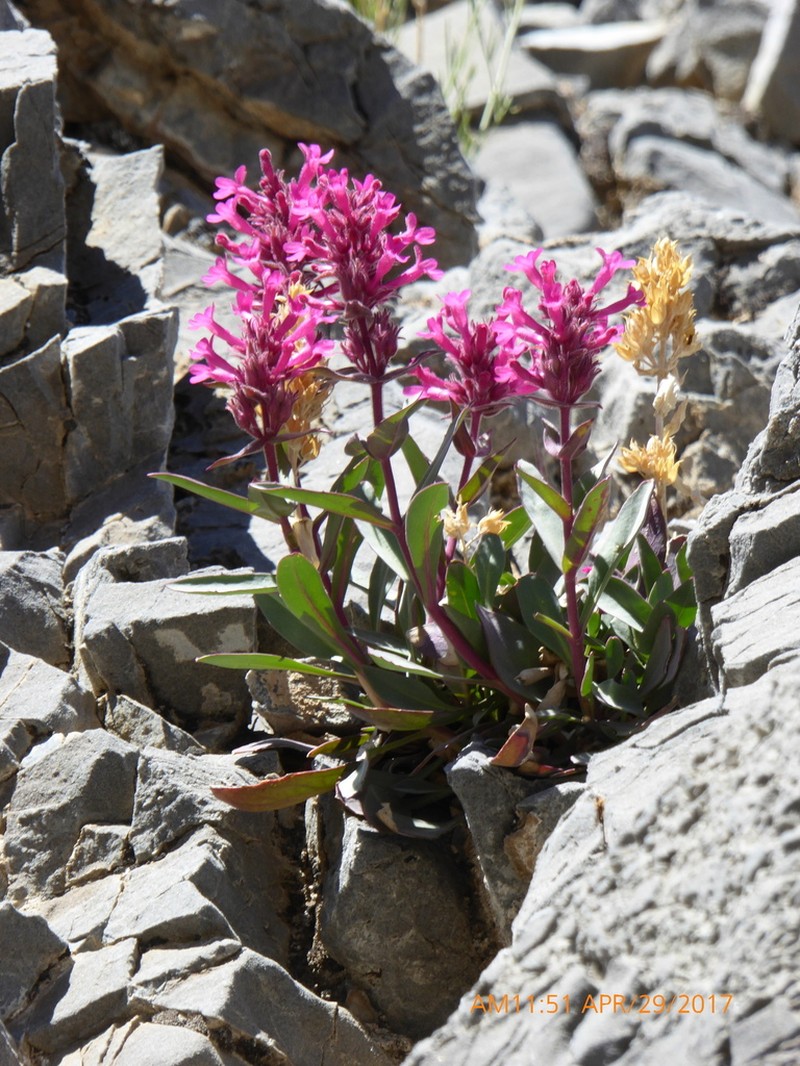Limestone Beardtongue photo 5
