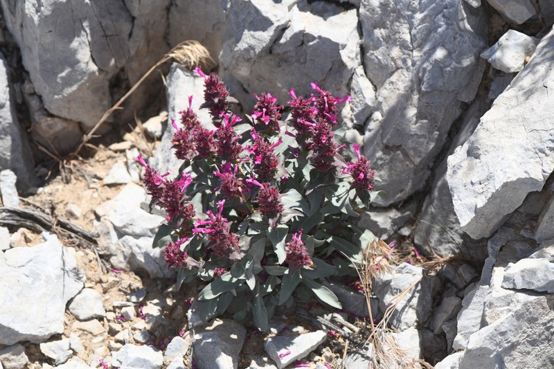Limestone Beardtongue photo 6