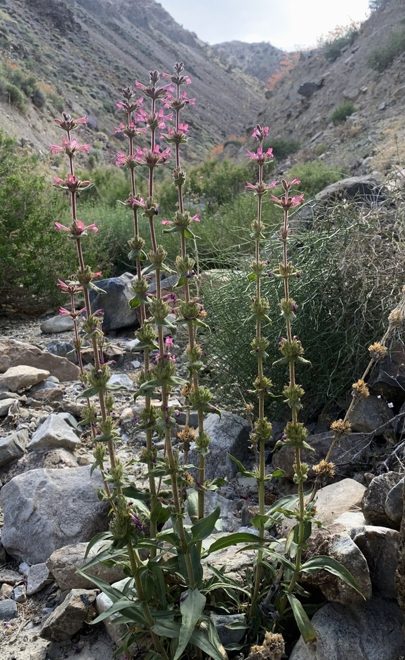 Limestone Beardtongue photo 7