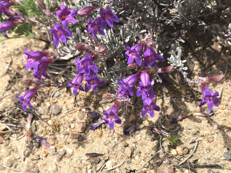 California Penstemon