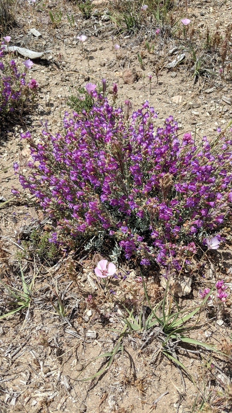California Penstemon photo 2
