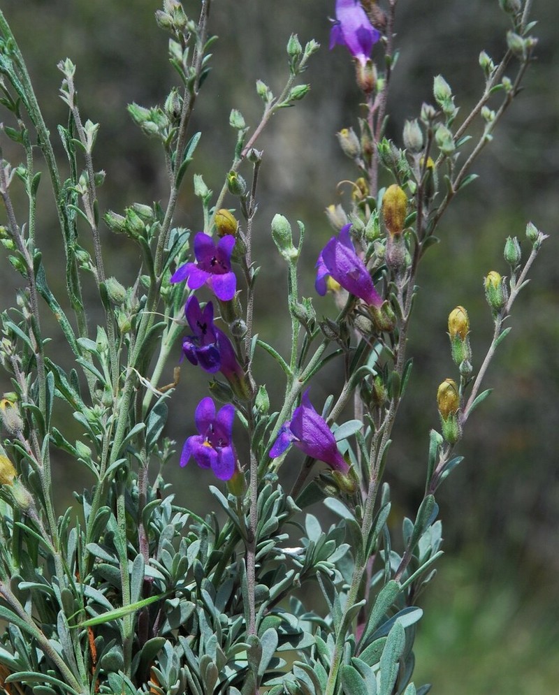 California Penstemon photo 3