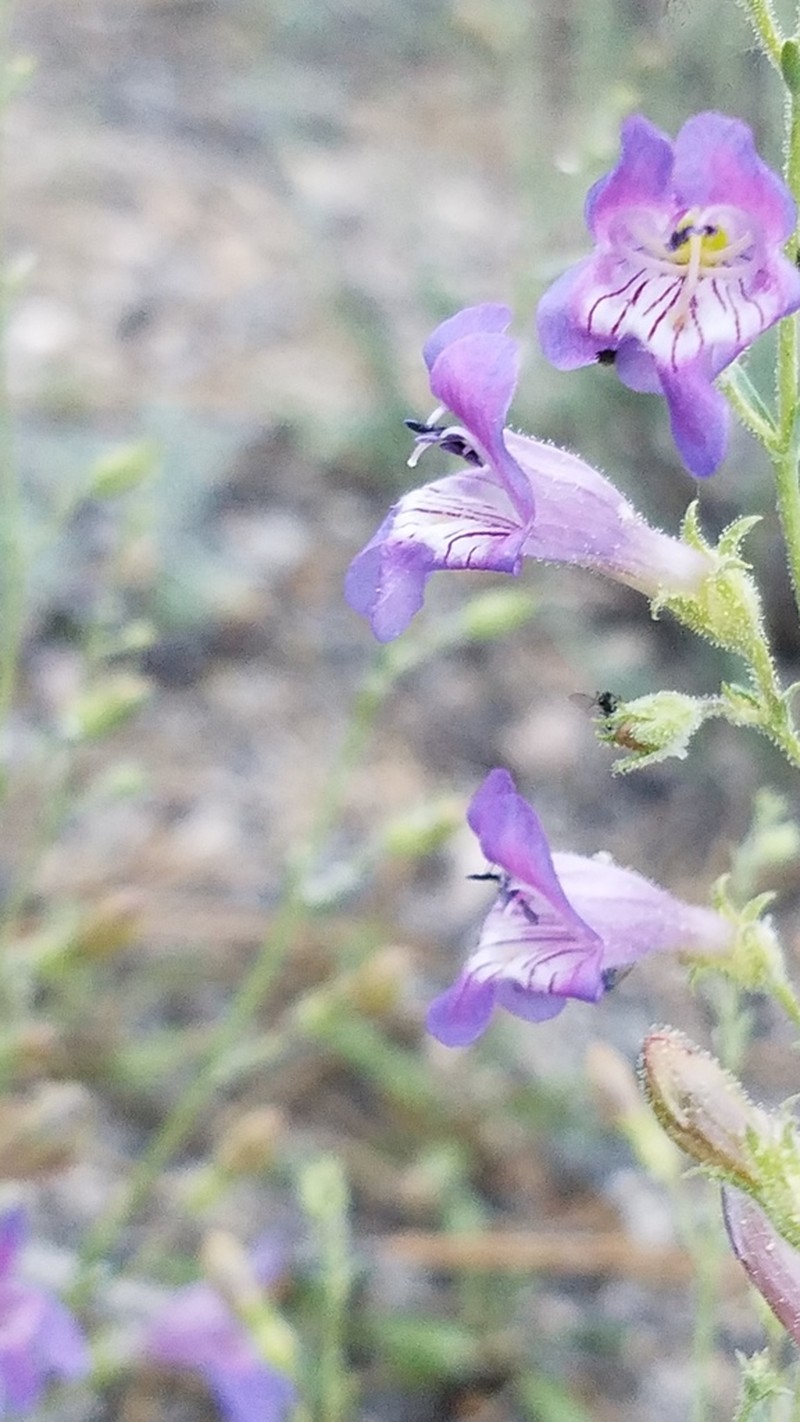 California Penstemon photo 4