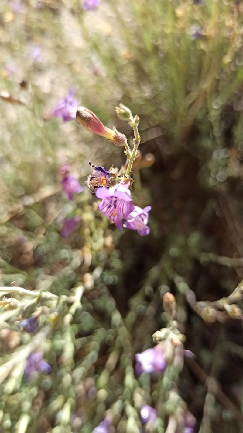 California Penstemon photo 5