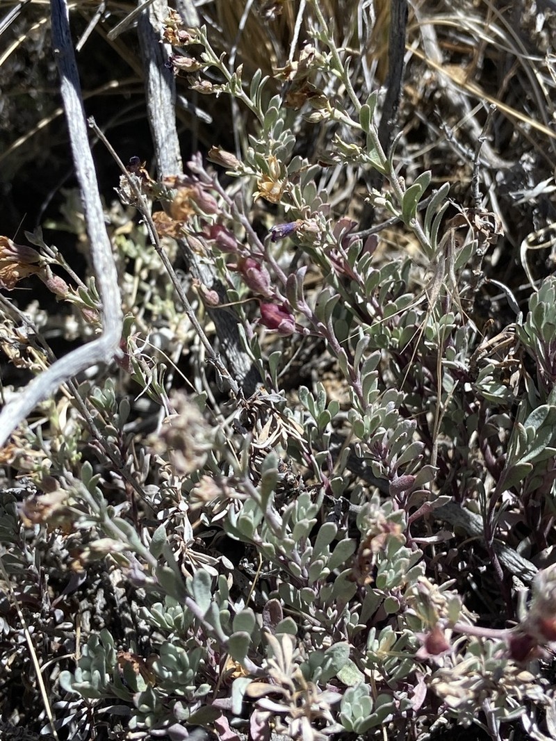 California Penstemon photo 6