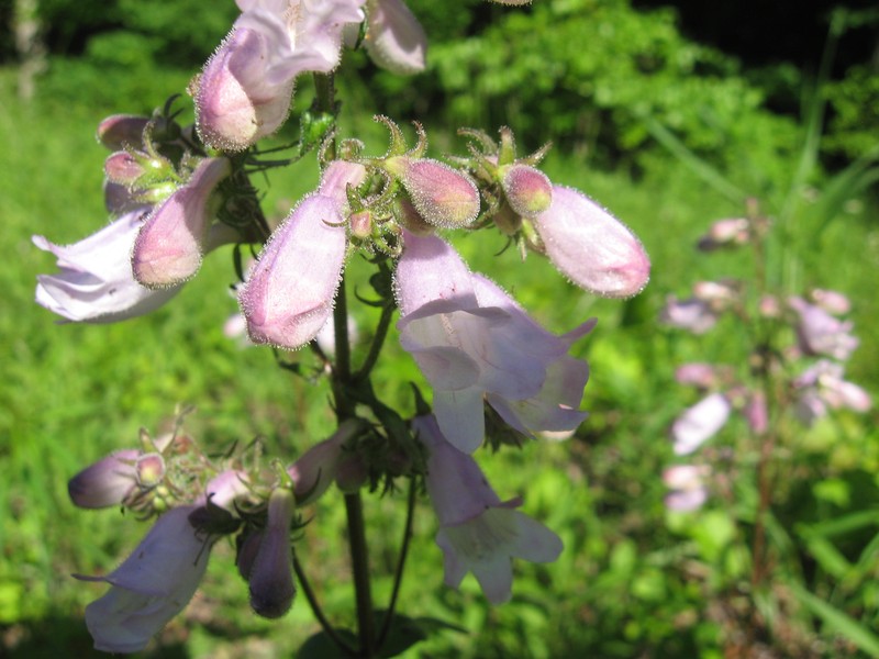 Longsepal Beardtongue