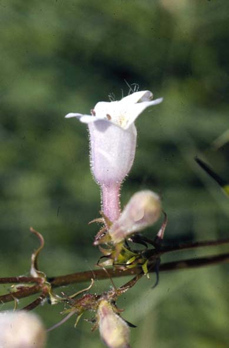 Longsepal Beardtongue photo 2