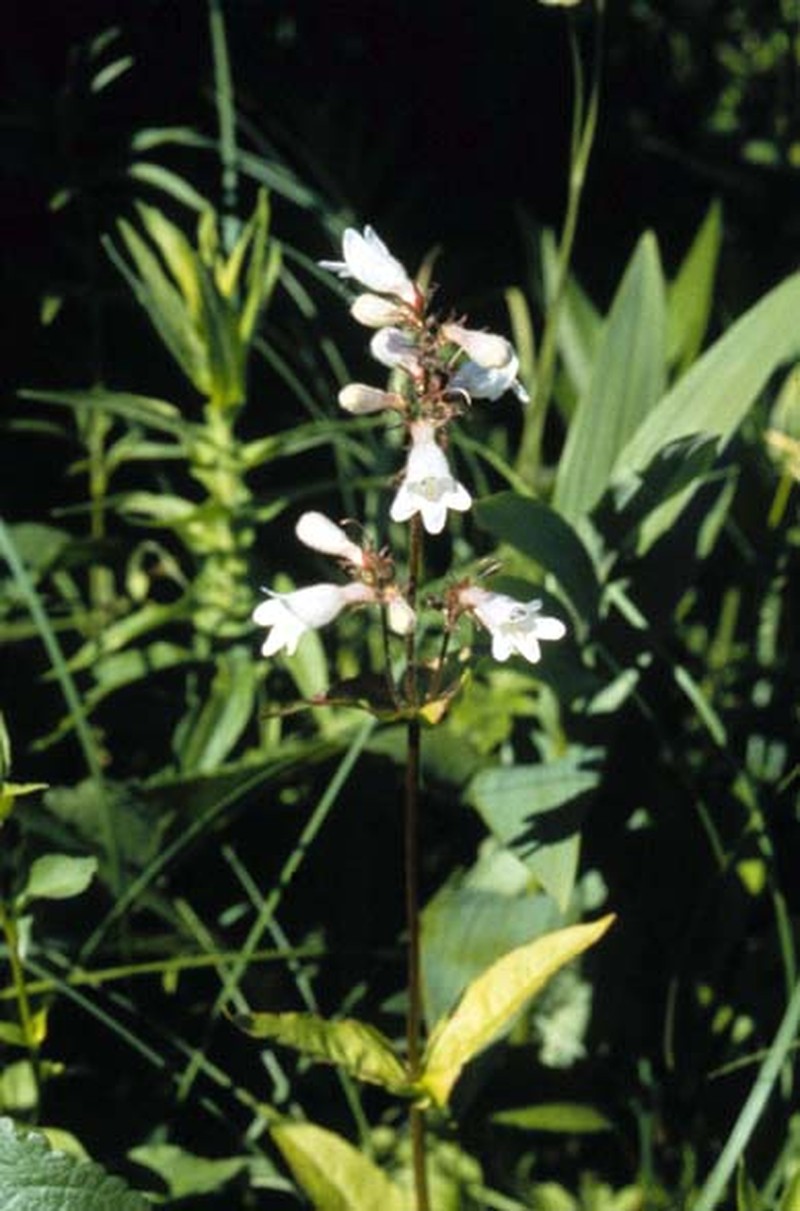 Longsepal Beardtongue photo 3