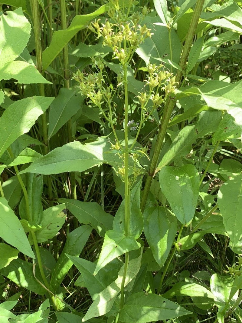 Longsepal Beardtongue photo 3