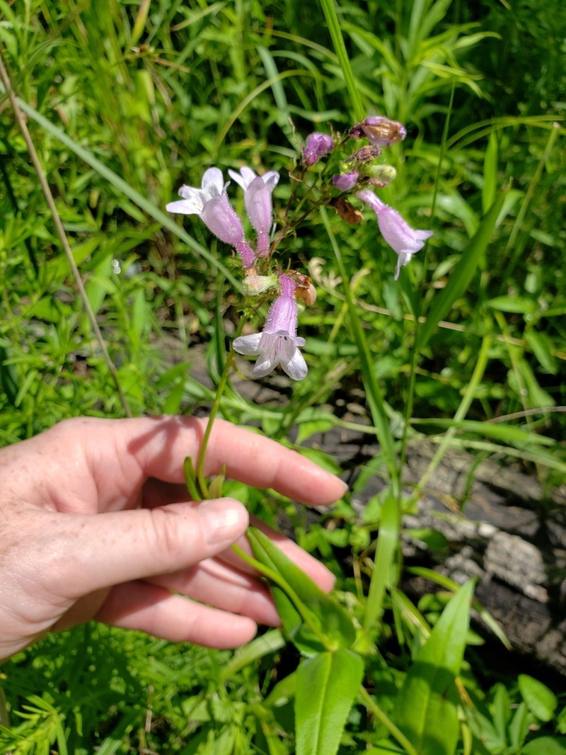 Longsepal Beardtongue photo 4