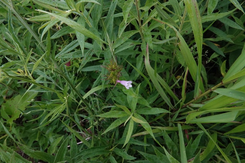 Longsepal Beardtongue photo 5
