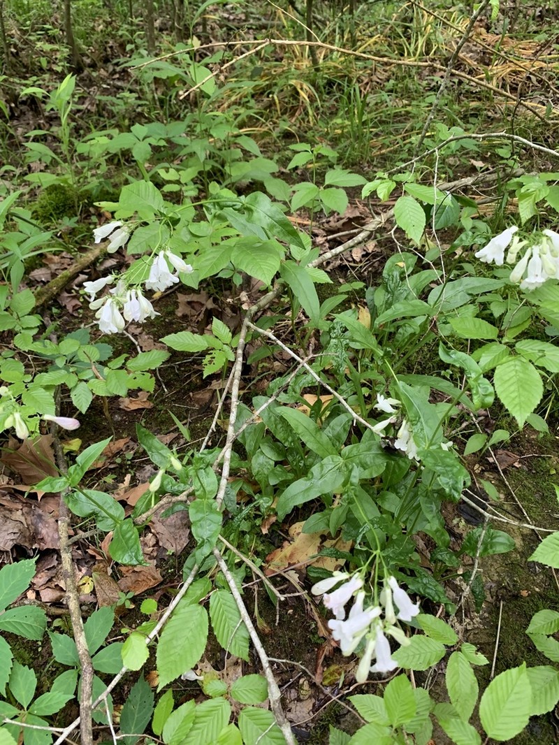 Longsepal Beardtongue photo 6
