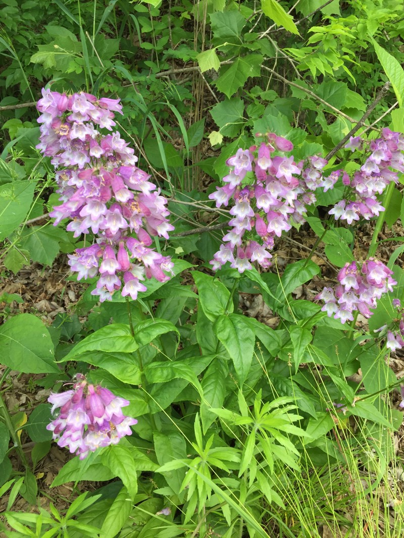 Longsepal Beardtongue photo 7