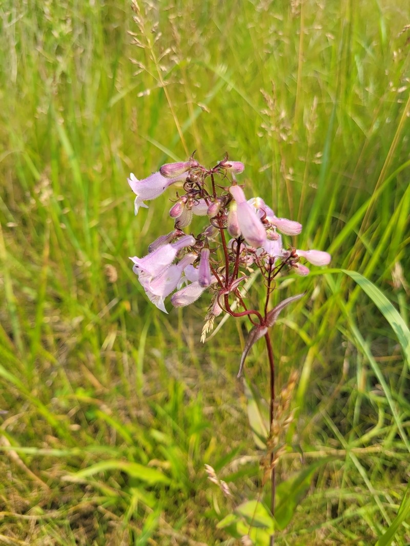 Longsepal Beardtongue photo 8