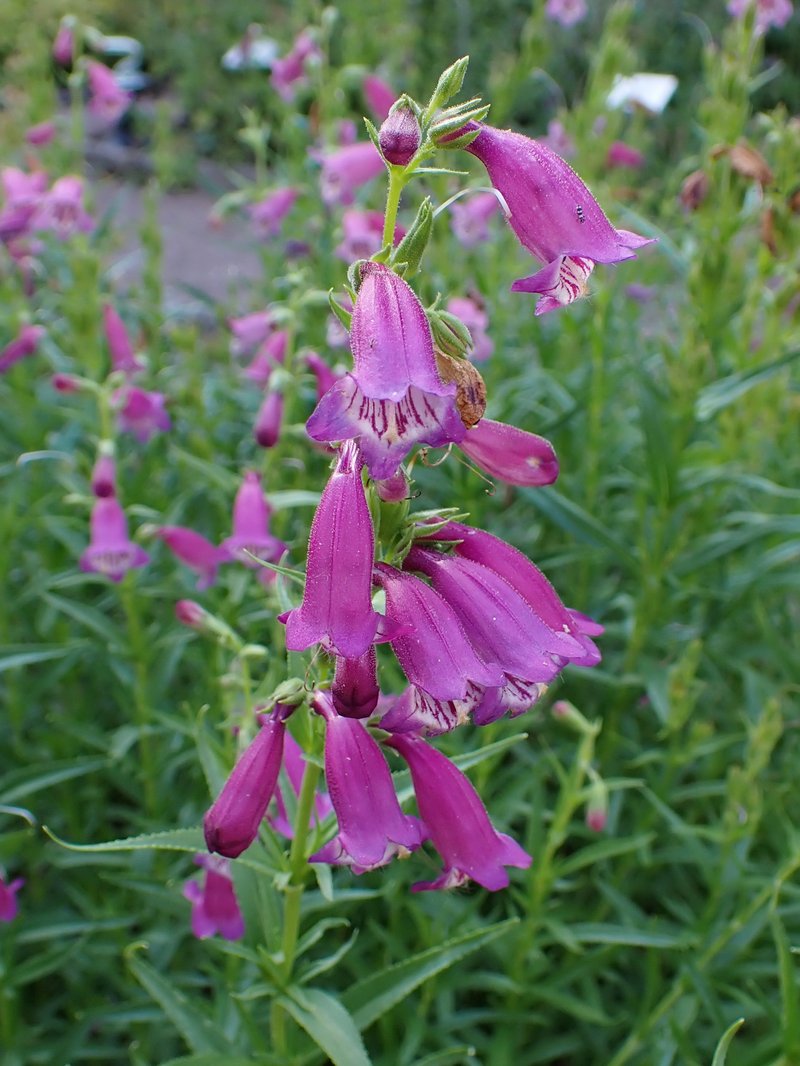 Bellflower Beardtongue