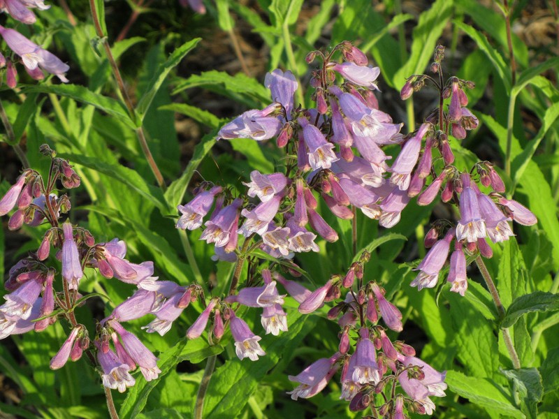Eastern Gray Beardtongue photo 3