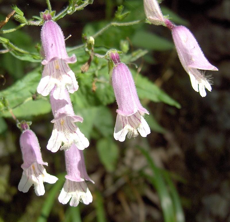 Eastern Gray Beardtongue photo 2