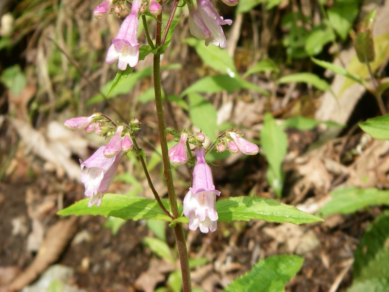 Eastern Gray Beardtongue