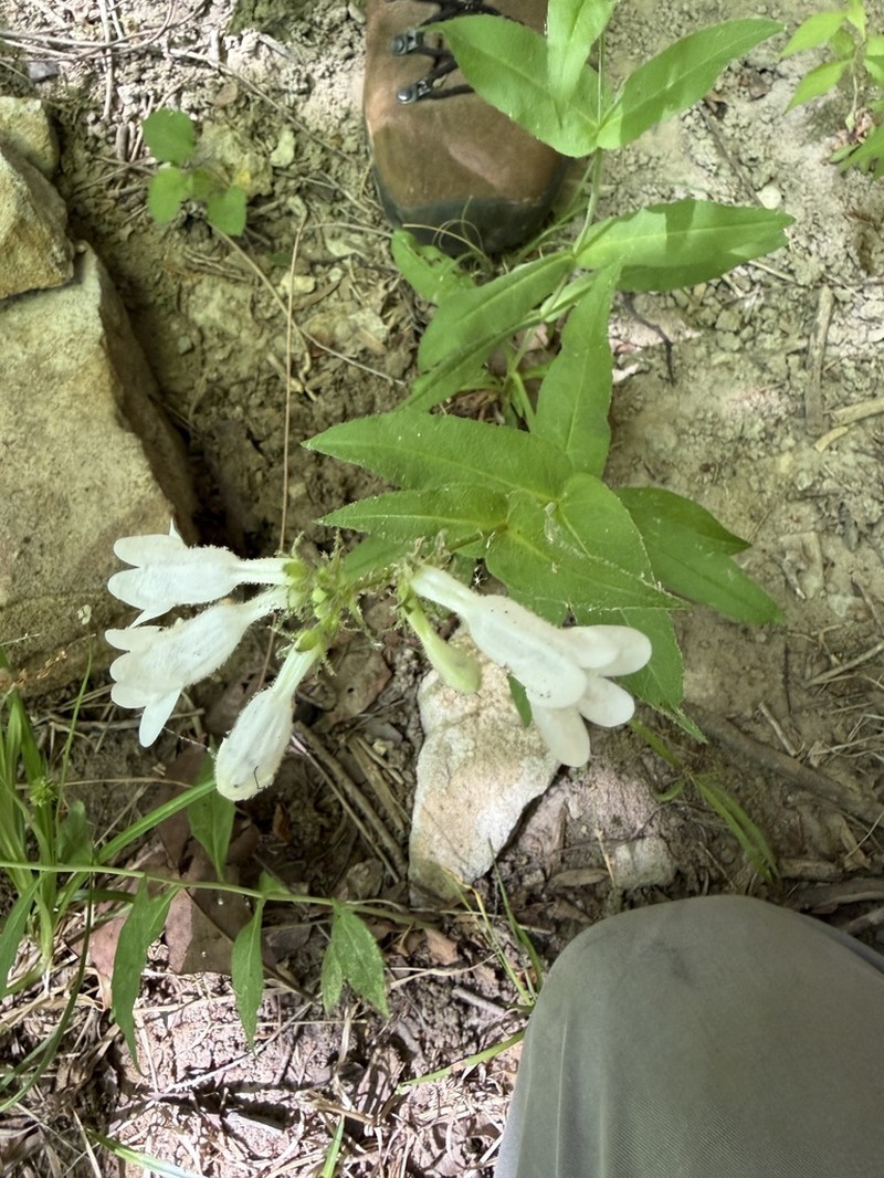 Eastern Gray Beardtongue photo 2