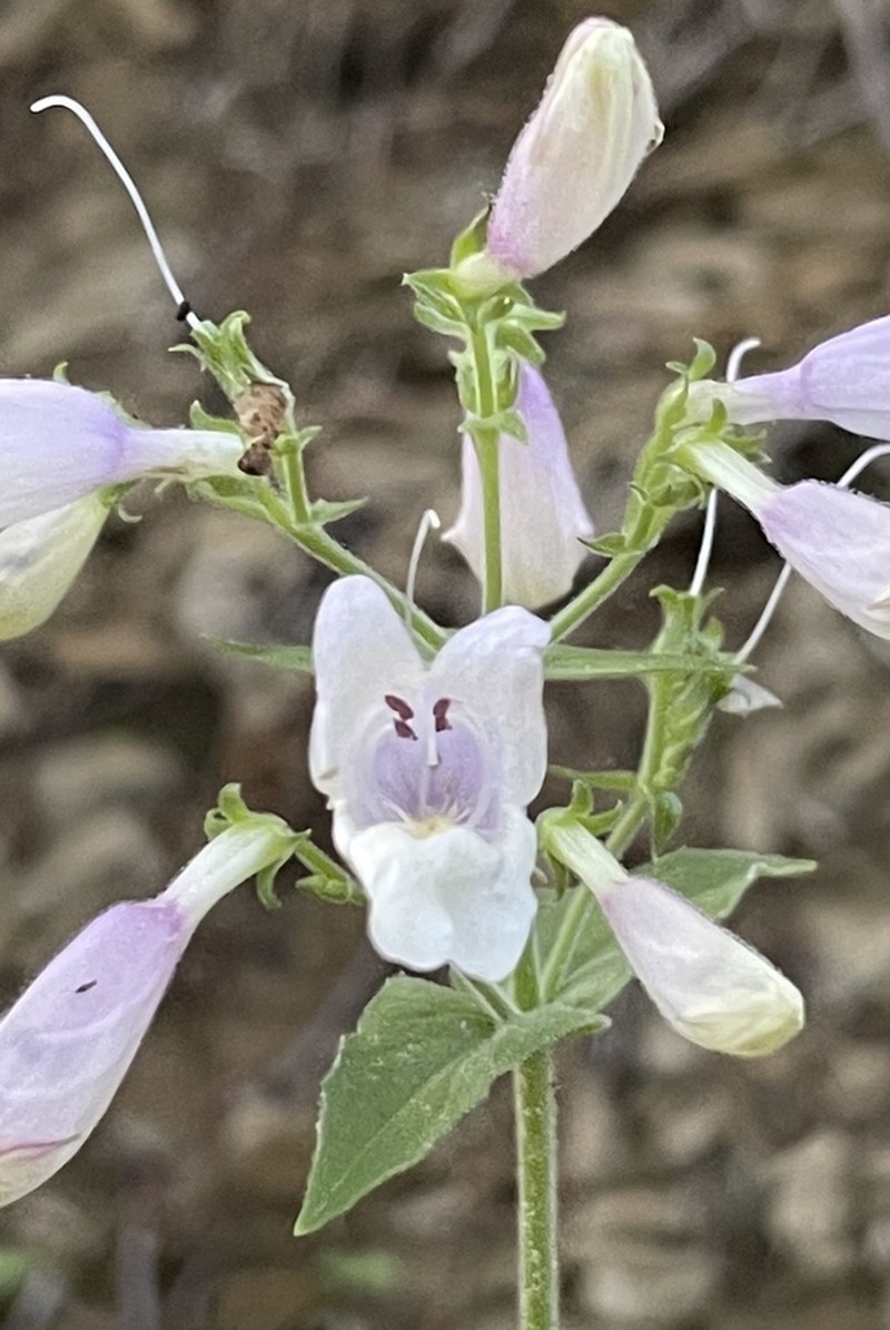 Eastern Gray Beardtongue photo 3