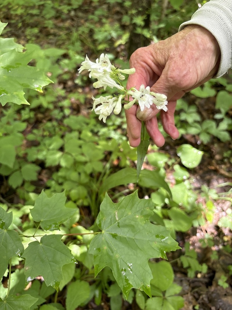 Eastern Gray Beardtongue photo 4