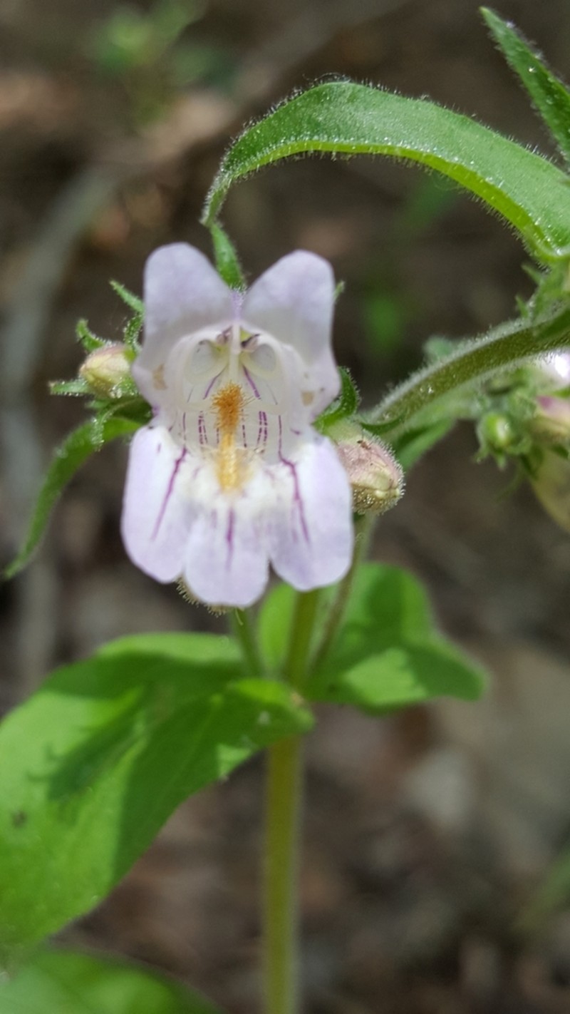 Eastern Gray Beardtongue photo 5