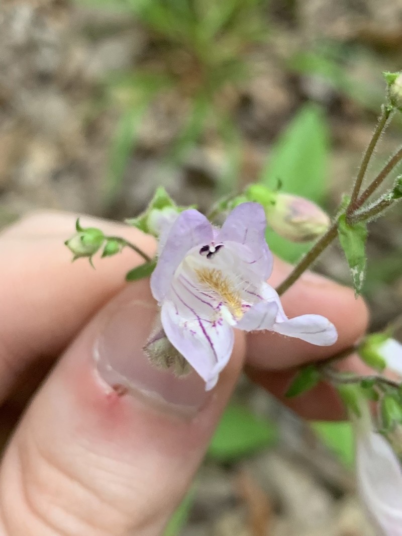 Eastern Gray Beardtongue photo 6