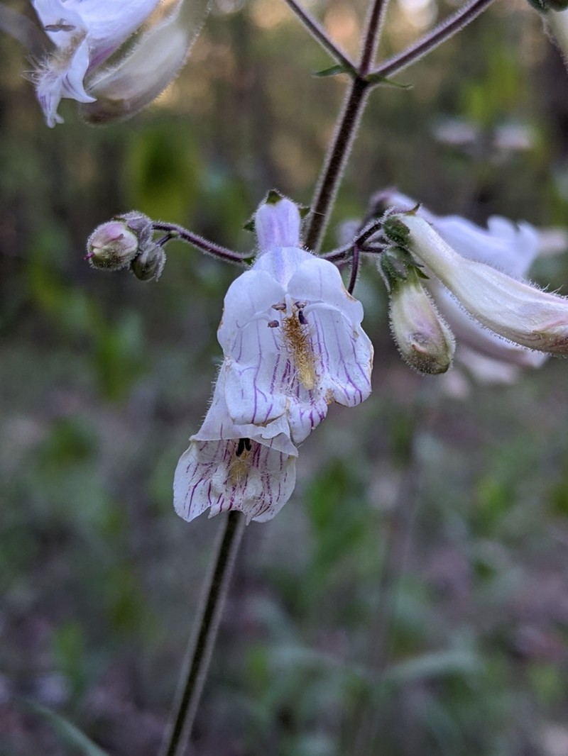Eastern Gray Beardtongue photo 7