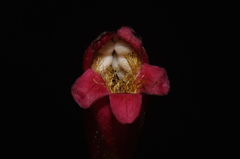 Cardinal Beardtongue photo 2