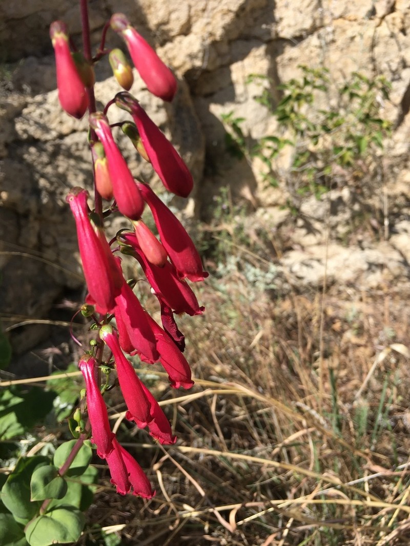 Cardinal Beardtongue photo 4