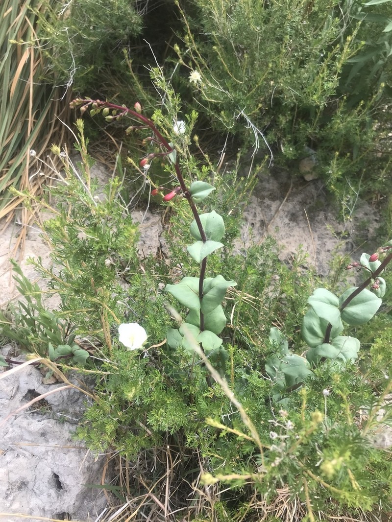 Cardinal Beardtongue photo 5