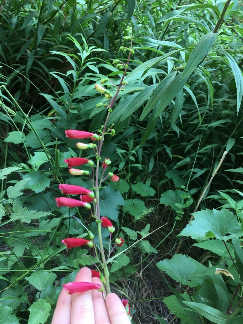 Cardinal Beardtongue photo 6