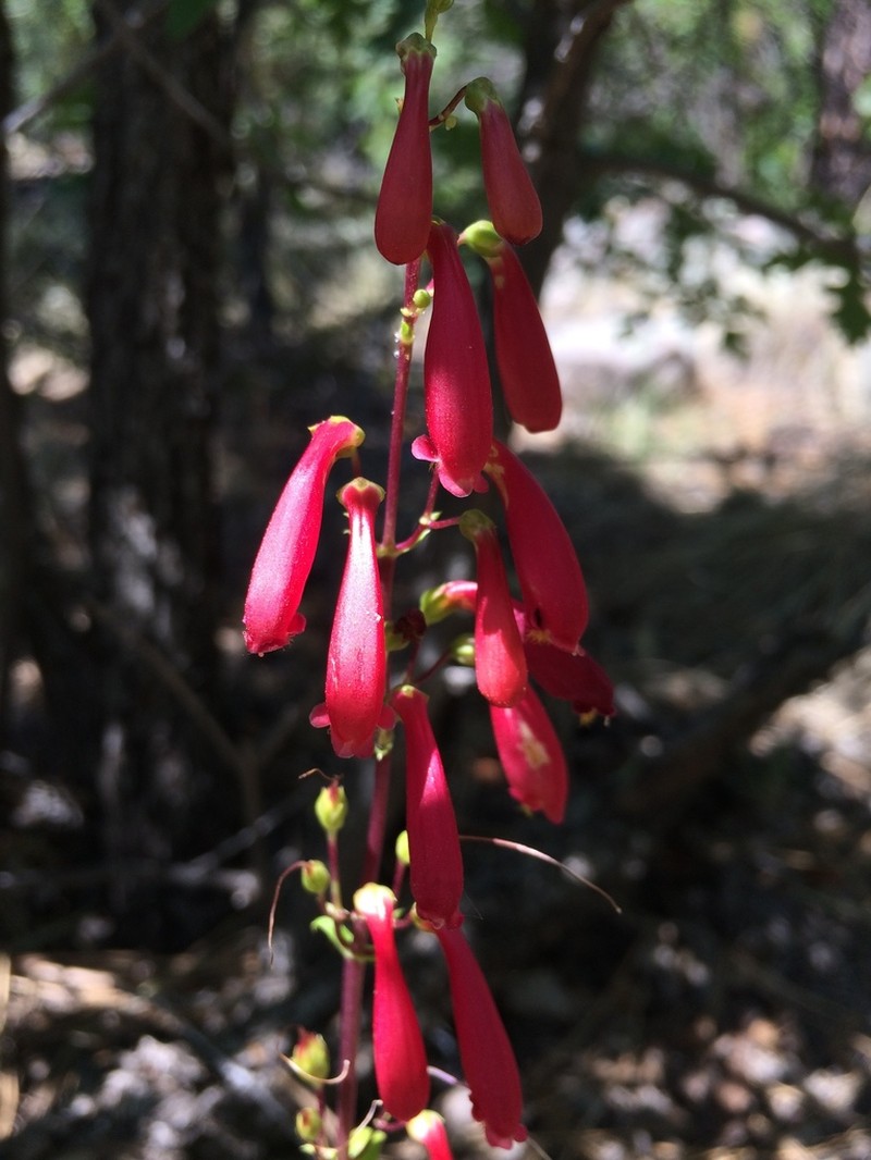 Cardinal Beardtongue photo 7
