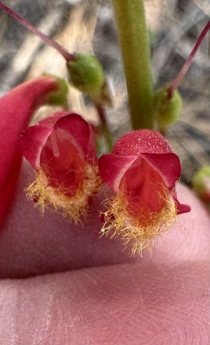 Cardinal Beardtongue photo 8