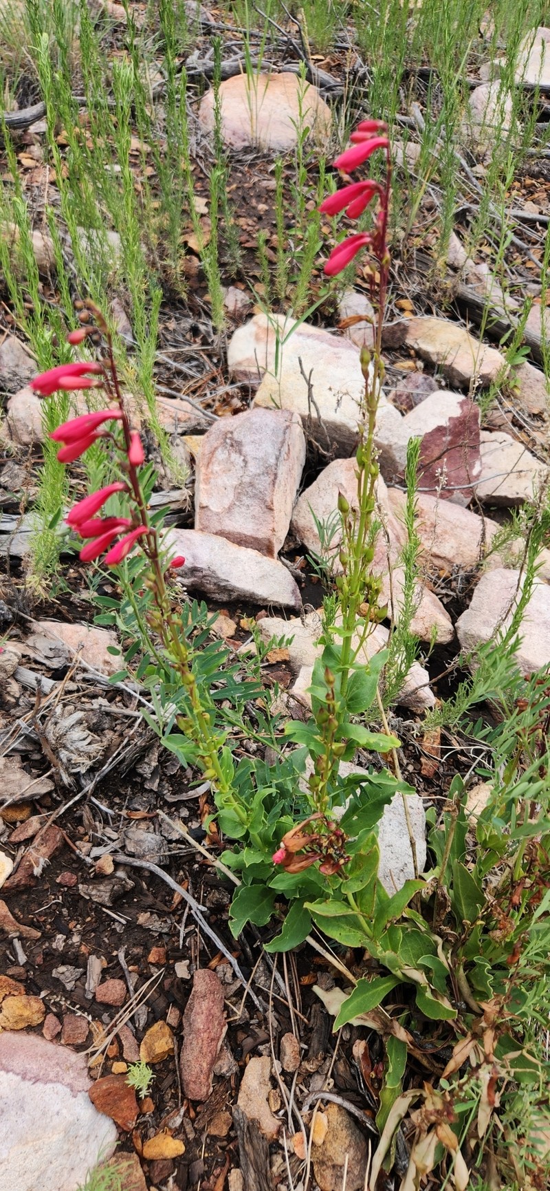 Penstemon cardinalis var. cardinalis photo 2