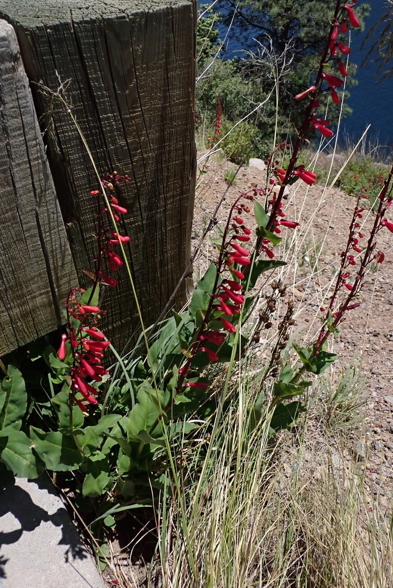 Penstemon cardinalis var. cardinalis photo 3