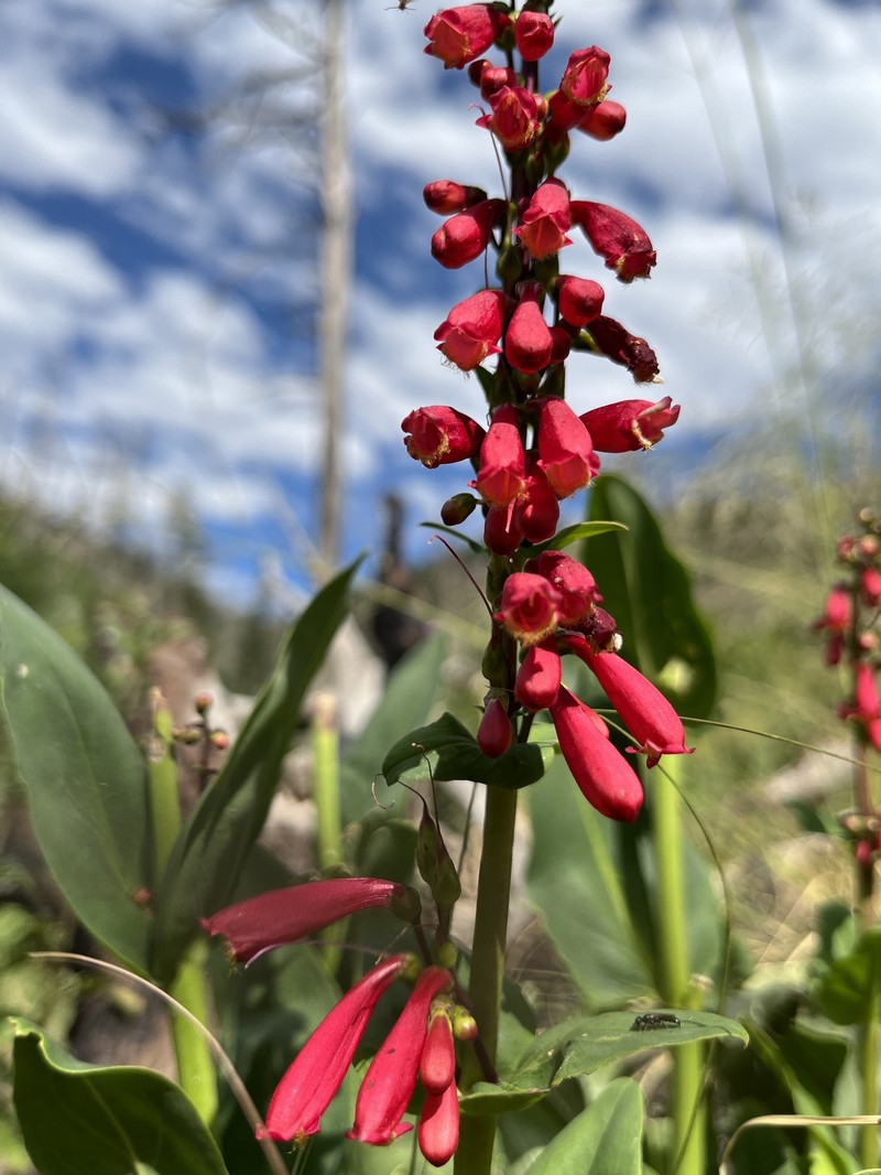 Penstemon cardinalis var. cardinalis photo 4